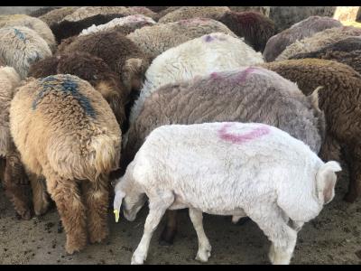 گوسفند گوشتی کشتاری