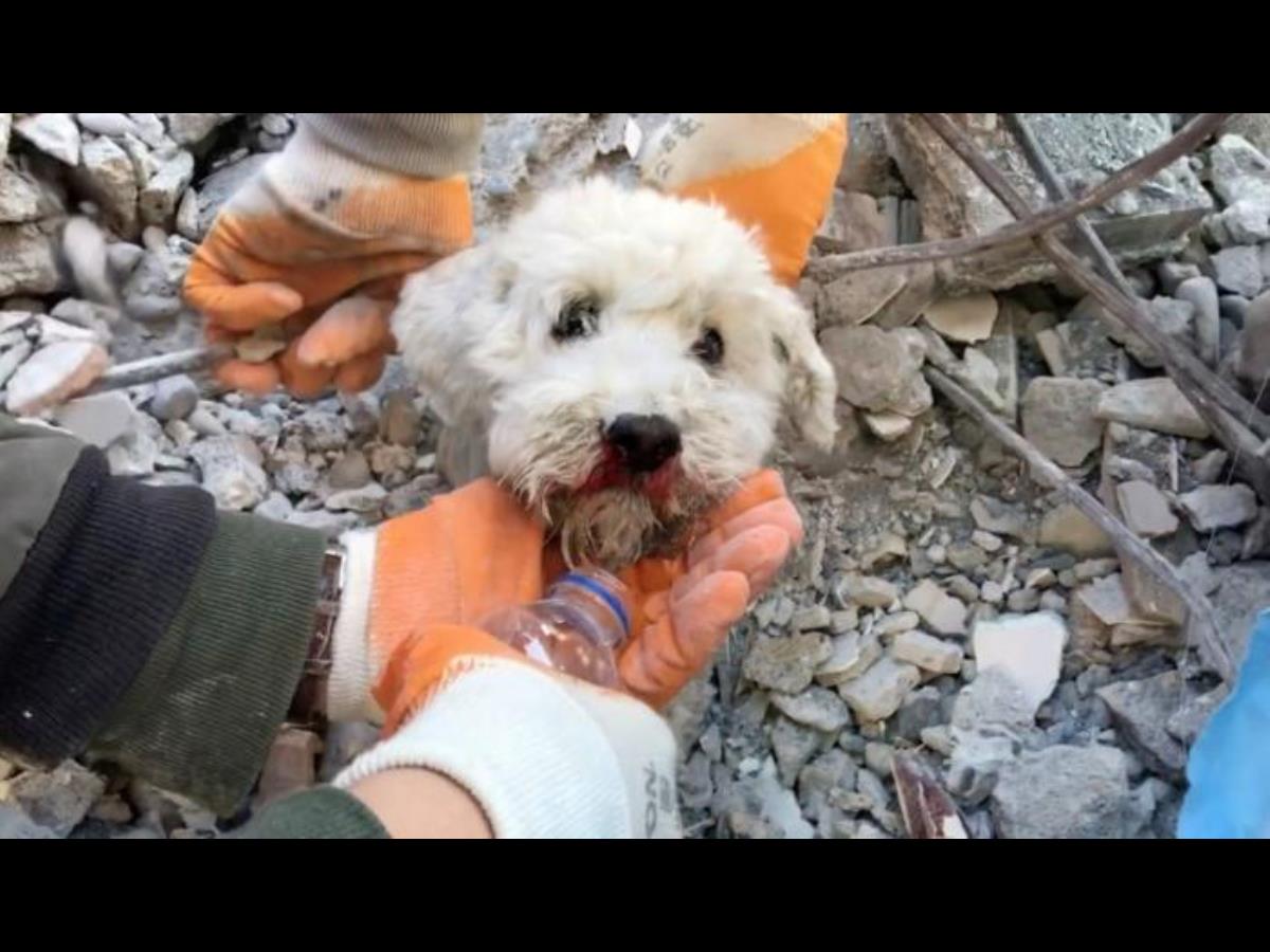 پیش‌بینی یک سگ چند ساعت قبل از زلزله ترکیه 