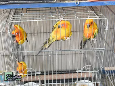  پرنده دوستان 